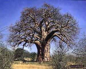 "Baobab"