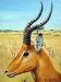 Impala Ram