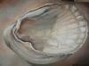 "Sand in the Shell"