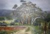 "Bloekom Trees in Swellendam Mountain"