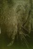 "Elephant"