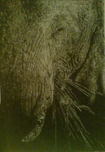 "Elephant"