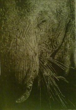 "Elephant"