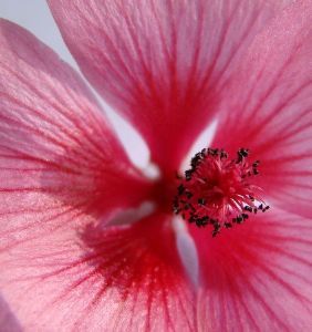 "Mallow"