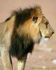 "King of the Kalahari"
