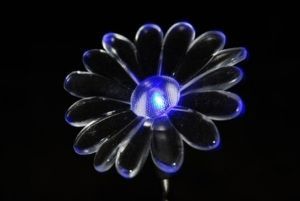 "Daisy Light"
