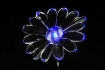 "Daisy Light"