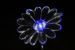 Daisy Light