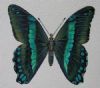 "Green Banded Swallowtail"