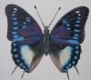 "Blue Spotted Charaxes"