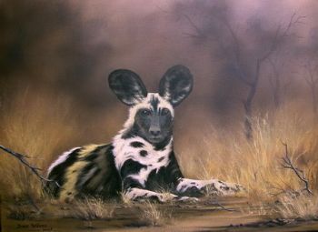 "African Wild Dog - Study"