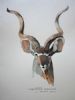 "Illustration Kudu 003"