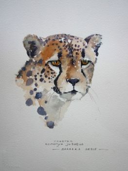 "Illustration Cheetah 004"