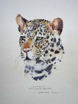 "Leopard Illustration 004"