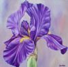 "Purple Iris 2"