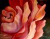 "Efflorescence in Pink II"