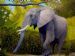 Elephant Shady Stroll