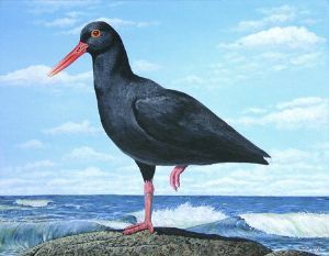 "Black Oystercatcher"