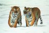 "Siberian Tigers"