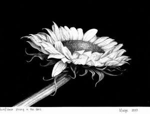 "Sunflower Shining in the Dark"