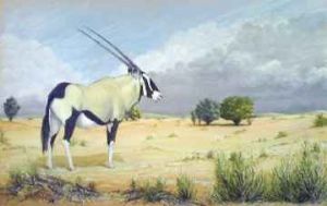 "Gemsbok - Kgalagadi.  SOLD"