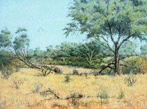 "Kruger Park Biyamiti Area"
