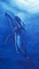 "Save the Whales"