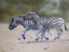 "Galloping Zebra "
