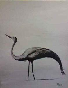 "Solitary Blue Crane"