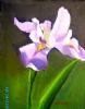 "Iris 2"