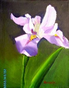 "Iris 2"