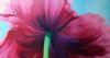 "Poppy And Blue Sky"