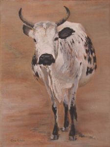 "Nguni 23"