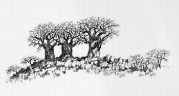 "Three Baobabs"