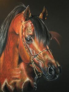"Arabian Stallion"