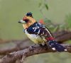 "Crested Barbet"