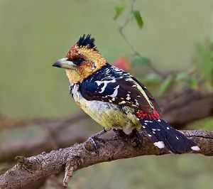 "Crested Barbet"
