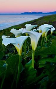 "Arum Moon Set"