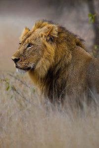 "African Warrior"