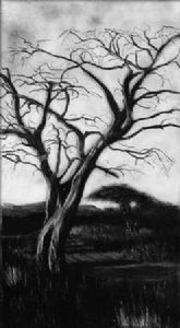 "Witsand tree in the Kalahari"