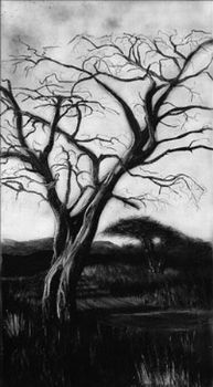 "Witsand tree in the Kalahari"