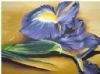 "Purple Iris"