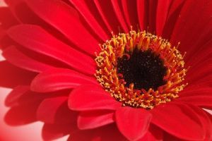 "Red Gerbera"