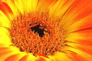 "Golden Gerbera"