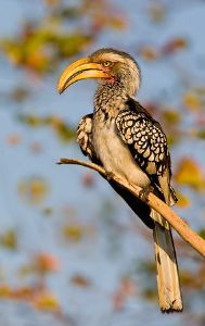 "Hornbill in the Morning"