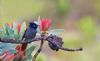 "Paradise Flycatcher in Fynbos"