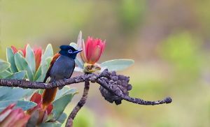 "Paradise Flycatcher in Fynbos"
