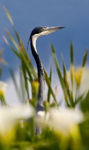 "Heron in Arum Lilies"