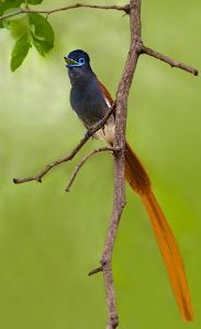 "Singing Paradise Flycatcher"