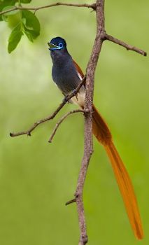"Singing Paradise Flycatcher"